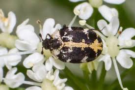 Attēlu rezultāti vaicājumam “Anthrenus scrophulariae”
