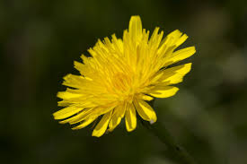 Attēlu rezultāti vaicājumam “Leontodon autumnalis  flower”