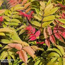 Attēlu rezultāti vaicājumam “Sorbaria sorbifolia”