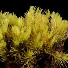 Attēlu rezultāti vaicājumam “Dicranum bergeri”