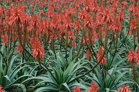 Attēlu rezultāti vaicājumam “Xanthorrhoeaceae”