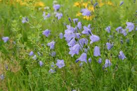 Attēlu rezultāti vaicājumam “Campanula rotundifolia”