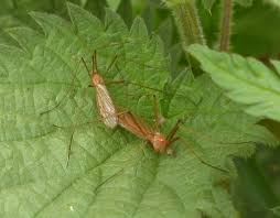 Attēlu rezultāti vaicājumam “Cribraria ferruginea”