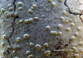 Attēlu rezultāti vaicājumam “Pertusaria leioplaca”