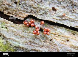 Attēlu rezultāti vaicājumam “Trichia botrytis”