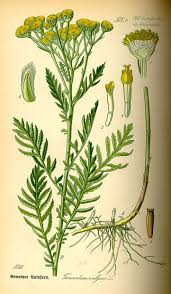 Attēlu rezultāti vaicājumam “Tanacetum vulgare leaf”