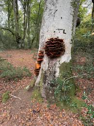 Image result for Cadnam Cricket Club