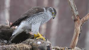 Attēlu rezultāti vaicājumam “Accipiter gentilis”