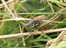 Attēlu rezultāti vaicājumam “Metrioptera roeselii”