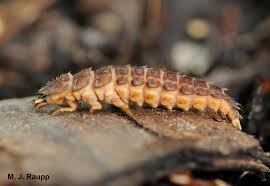 Attēlu rezultāti vaicājumam “Lampyridae”