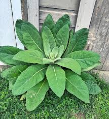 Attēlu rezultāti vaicājumam “Verbascum thapsus leaf”