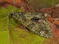 Attēlu rezultāti vaicājumam “Chloroclysta siterata”