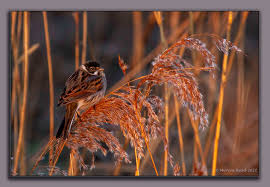 Attēlu rezultāti vaicājumam “Emberiza schoeniclus male”