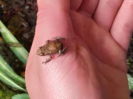 Attēlu rezultāti vaicājumam “Bufo bufo”