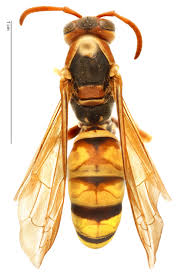 Attēlu rezultāti vaicājumam “Polistes”