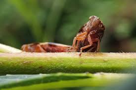 Attēlu rezultāti vaicājumam “Aphrophora alni nymph”