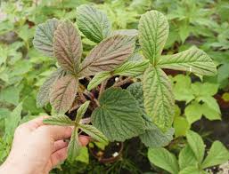 Image result for Rodgersia chocolate wings