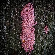 Attēlu rezultāti vaicājumam “Lycogala confusum spores”