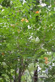 Image result for Colutea x media (arborescens x orientalis)