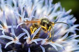 Attēlu rezultāti vaicājumam “Dolichovespula media”