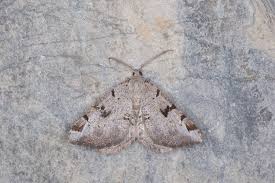 Attēlu rezultāti vaicājumam “Macaria wauaria”