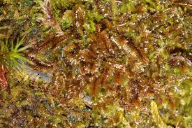 Attēlu rezultāti vaicājumam “Jungermannia sphaerocarpa”