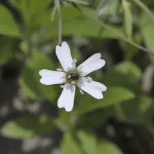 Attēlu rezultāti vaicājumam “Viola rupestris flower”