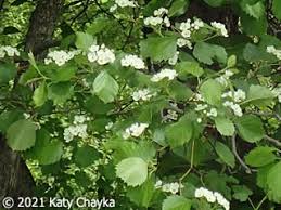Attēlu rezultāti vaicājumam “Crataegus macracantha flower”