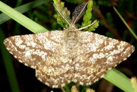 Attēlu rezultāti vaicājumam “Ematurga atomaria male”