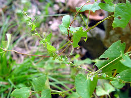 Attēlu rezultāti vaicājumam “Fallopia dumetorum leaf”