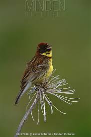 Image result for Emberiza aureola