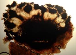 Attēlu rezultāti vaicājumam “Plectocarpon lichenum”