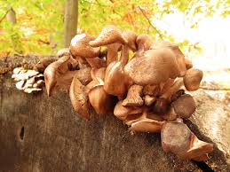 Attēlu rezultāti vaicājumam “Armillaria sp.”