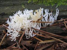 Attēlu rezultāti vaicājumam “Lentaria epichnoa”