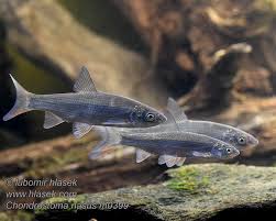 Image result for Chondrostoma nasus