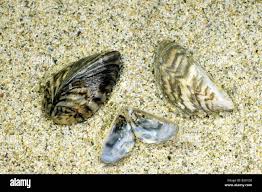 Attēlu rezultāti vaicājumam “Dreissena polymorpha”