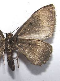 Attēlu rezultāti vaicājumam “Catarhoe rubidata”