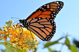 Image result for monarch butterfly