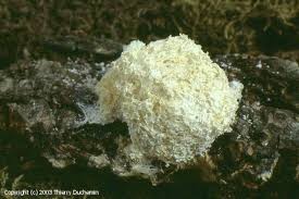 Attēlu rezultāti vaicājumam “Fuligo candida”