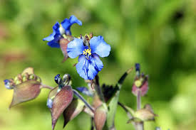 Attēlu rezultāti vaicājumam “Commelina coelestis flower”