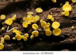 Attēlu rezultāti vaicājumam “Trichia varia macro”