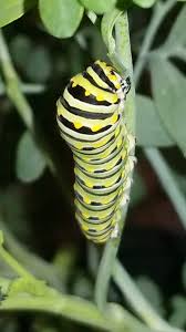 Attēlu rezultāti vaicājumam “Depressaria olerella imago”