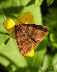 Attēlu rezultāti vaicājumam “Euclidia glyphica”