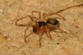 Attēlu rezultāti vaicājumam “Paidiscura pallens”