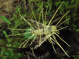 Attēlu rezultāti vaicājumam “Akanthomyces aculeatus”