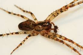 Attēlu rezultāti vaicājumam “Metellina merianae”