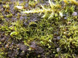 Attēlu rezultāti vaicājumam “Conardia compacta”