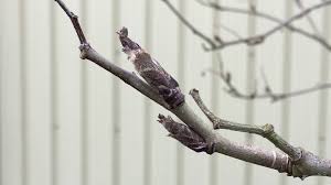 Attēlu rezultāti vaicājumam “Sorbus aucuparia bud”