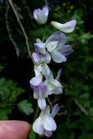 Attēlu rezultāti vaicājumam “Vicia sylvatica flower”