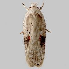 Attēlu rezultāti vaicājumam “Agonopterix alstromeriana”